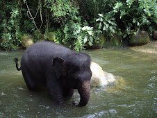 Elephants bathing in artificially created rain forests at Singapore Zoo.