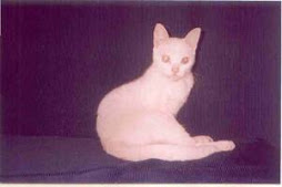 "Trixie" in 2003, albino /siameese with blue eyes.
