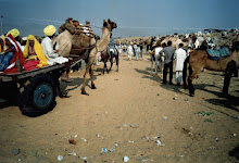 The normal day at the "Pushkar camel and cattle fair(2003)"