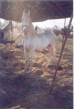 "Marwari Albino Horse" at Pushkar Fair(2003).