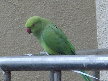 A wild rose-ringed parakeet outside "Vaibhav apartments" in Mumbai.