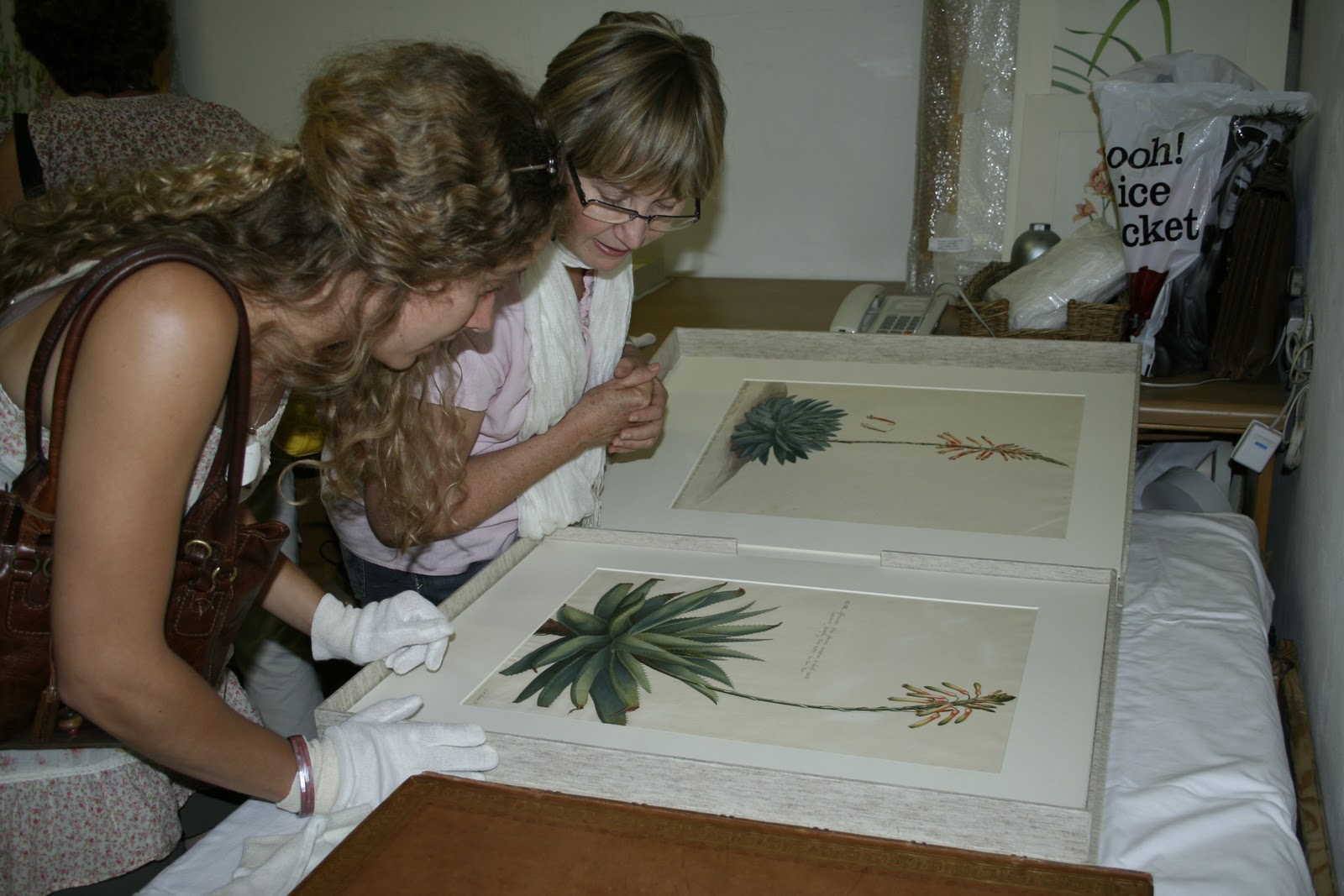 Botanical Artists Association of Southern Africa 2010