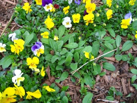 reseeded violas