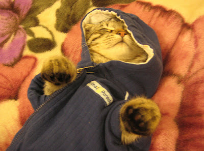 Just Cool Pics: Cute Kittens In Hoodies