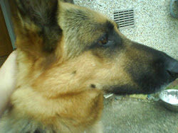 Shasta