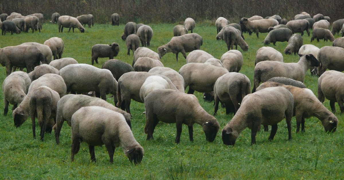 Sendepause: Die Schafherde