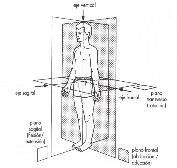 posiciones anatomicas posiciones anatomicas