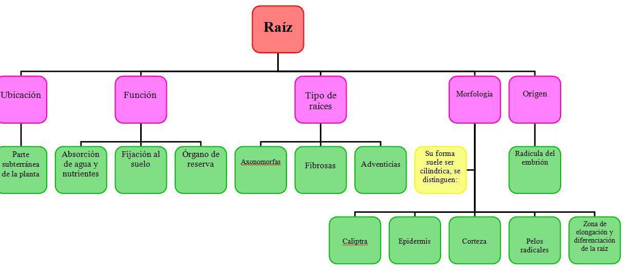 ¡Tu rincón agrónomo!: Anatomía de las plantas: La Raíz