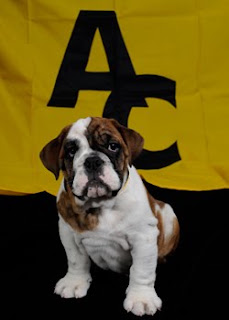 What's Happening @ AC: Bruiser the Bulldog now a ‘live’ mascot