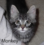 Monkey