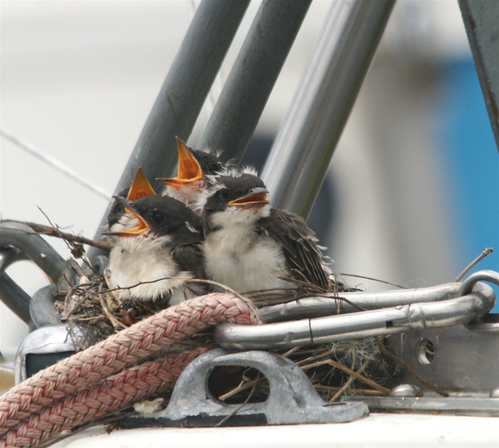 Nature Works Photography June,27/10 Eastern Kingbird nest