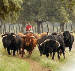 El toro de lidia FUENTE DE RIQUEZA