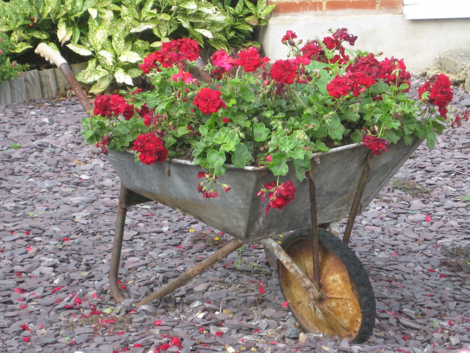 Ham Photos Wheelbarrow with flowers