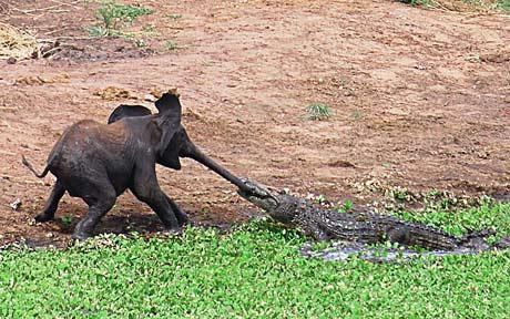 elephant's trunk eaten by a crocodile