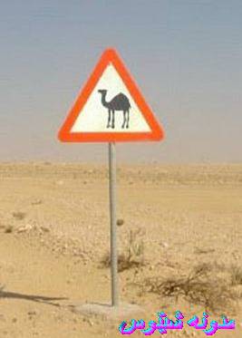 [الجمل.JPG]