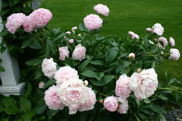 Southern Peony 2018 Second Peony Bloom Of The Season Yao S