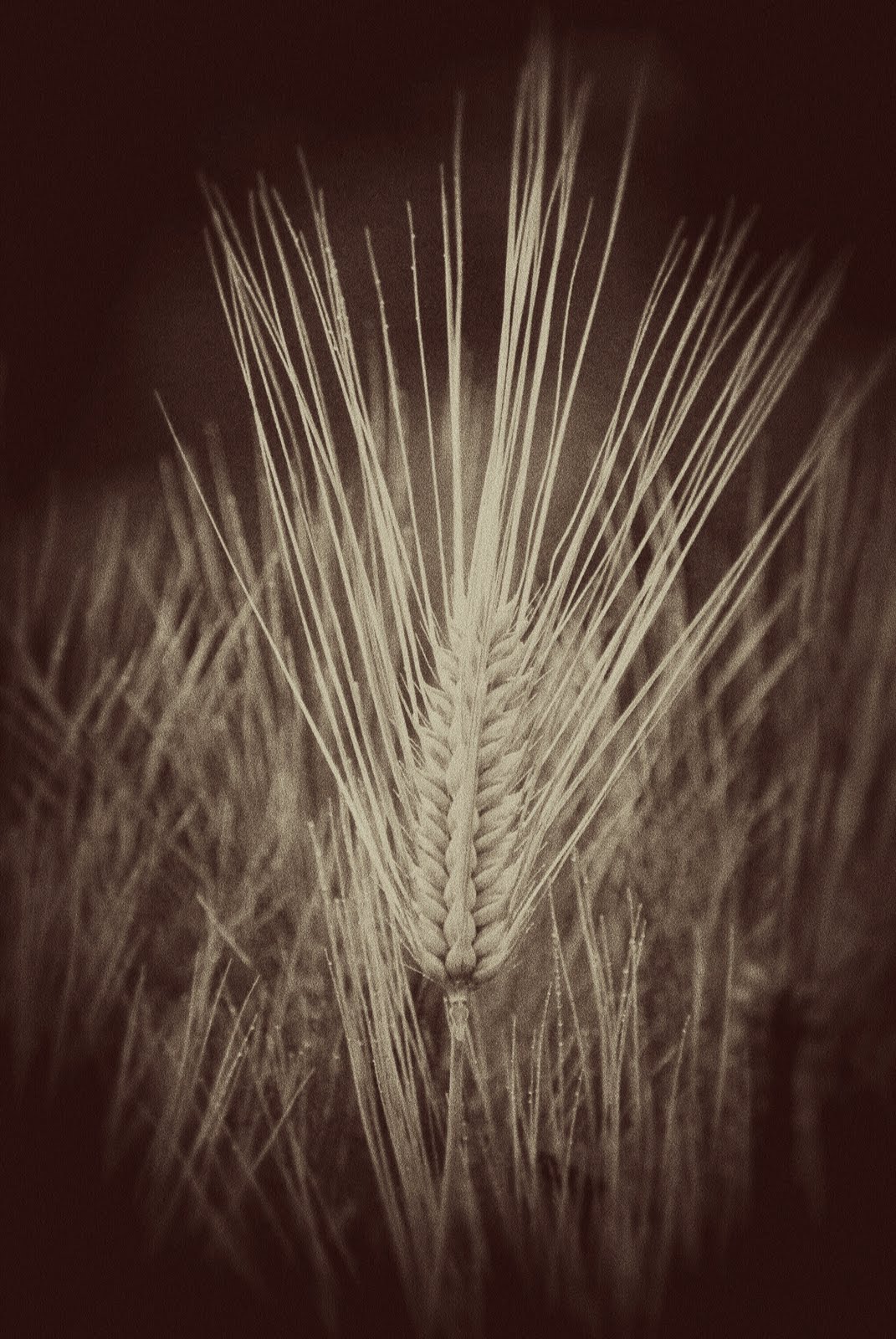 [barley.jpg]