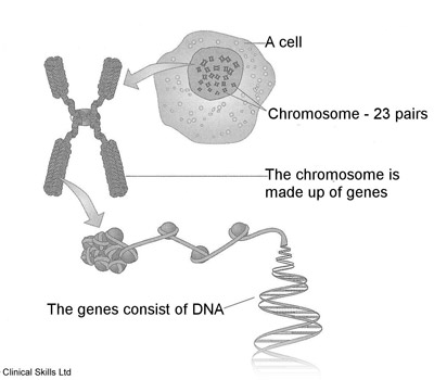 my school blogs: genes dna and chromosomes