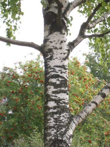 [IMG_0034-790285.JPG]