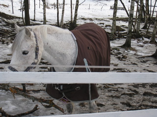 [IMG_1516-703020.JPG]