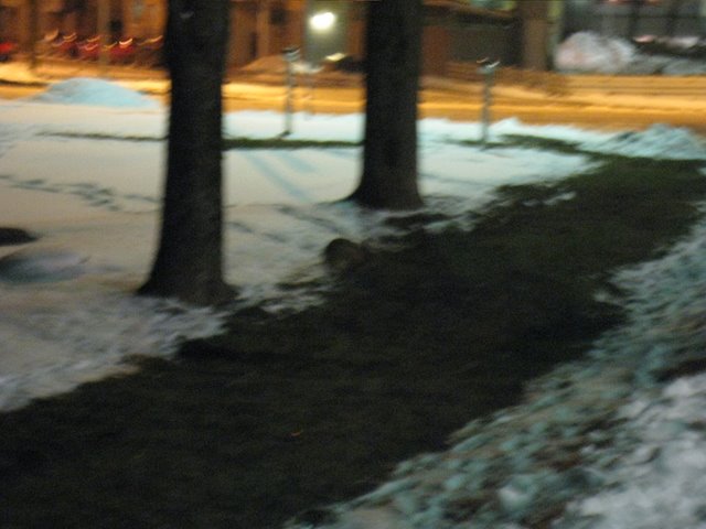 [IMG_1532-736412.JPG]