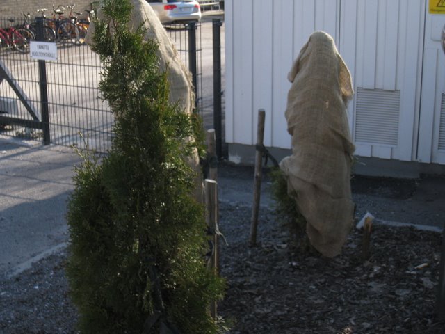 [IMG_1663-736778.JPG]