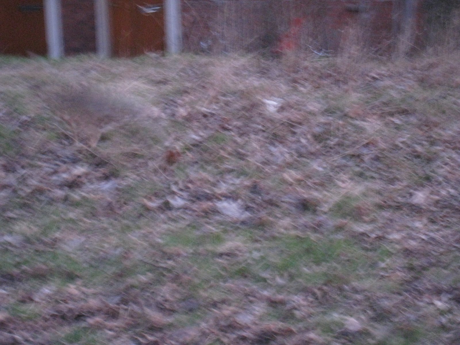 [IMG_1941-718919.JPG]