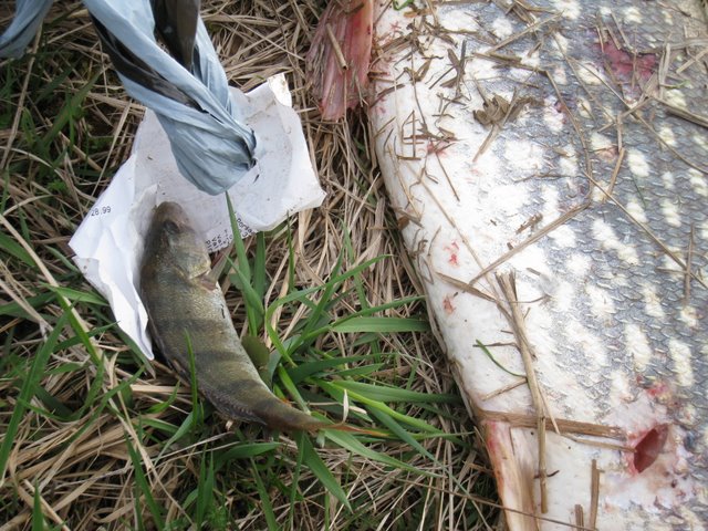 [IMG_2344-768238.JPG]