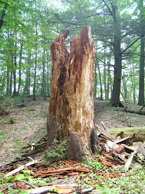 rotted stump