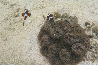 nemo