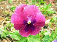 Kinglake Pansies