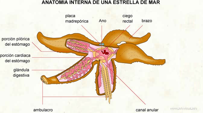 Disección Estrella de Mar: Anatomía y Sistemas sea star stomach diagram 