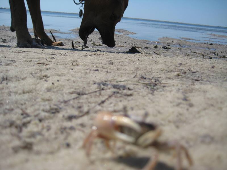 [wcrabs+018.jpg]