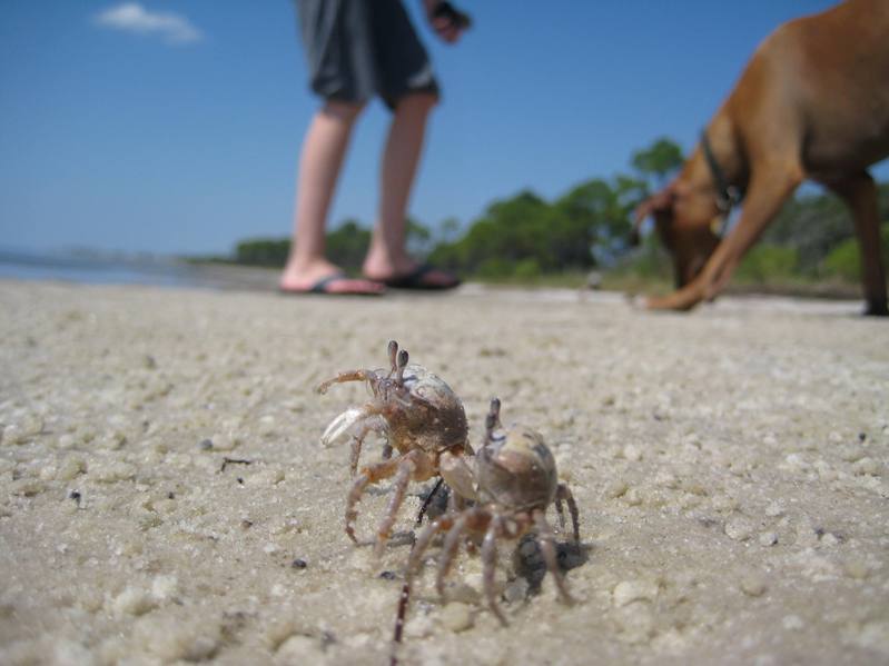 [wcrabs+014.jpg]