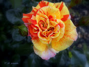 Oranges and Lemons Rose This Year. Last year I put in a rose bush called . (may rose flower)
