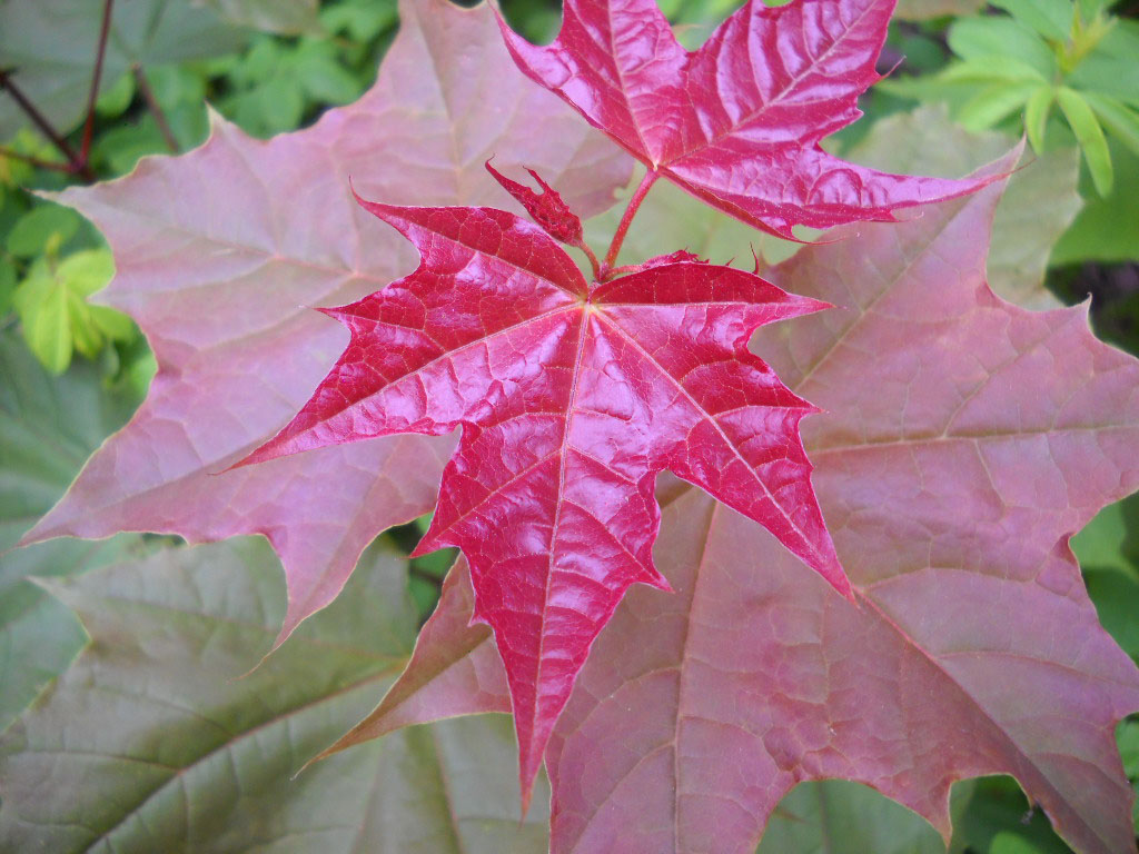 Larry's Photo a Day Volunteer Maple Tree....