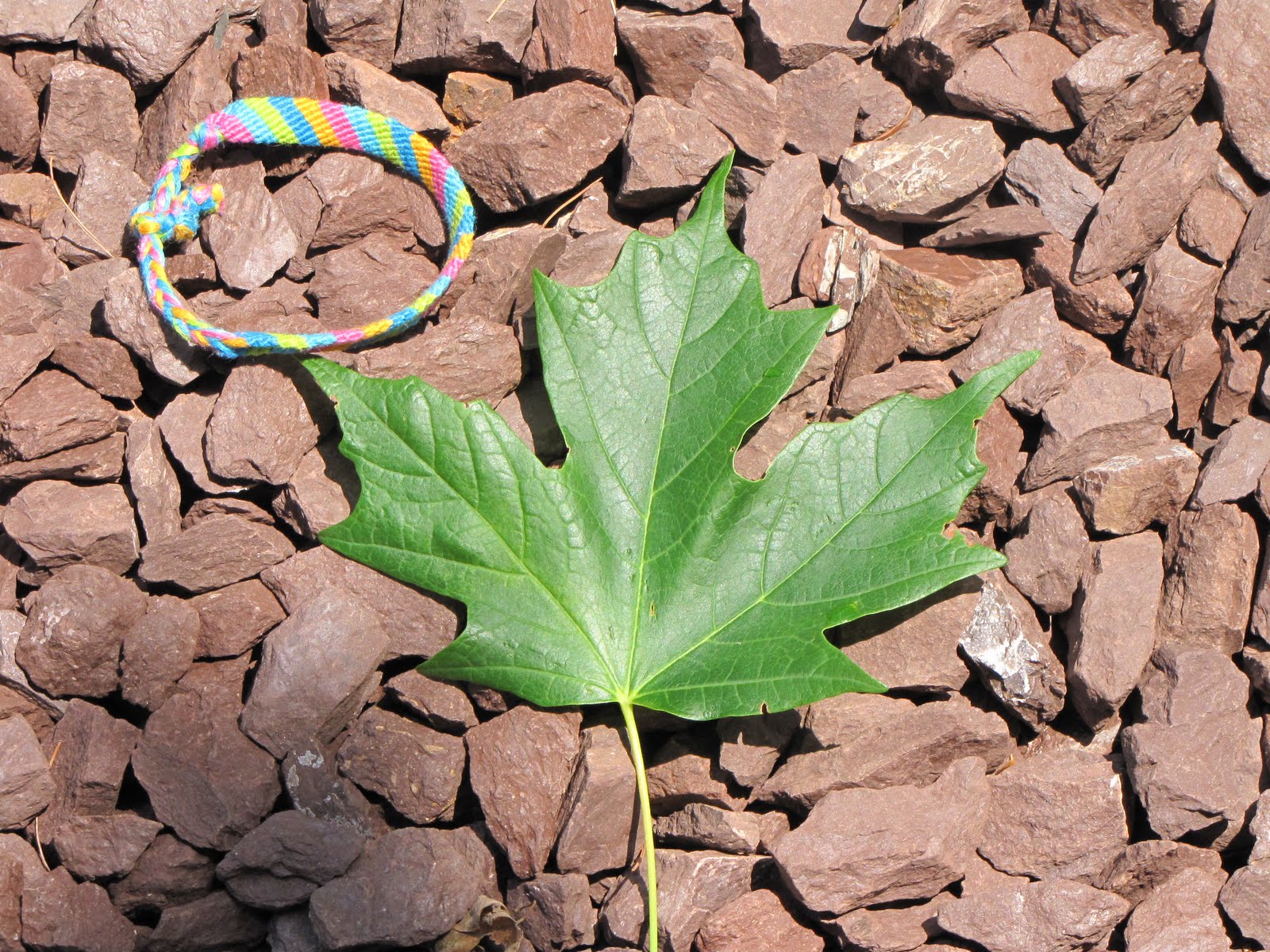 nbc-ap-biology-10-11-ap-bio-summer-scavenger-hunt