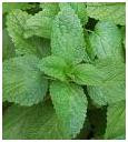 Lemon Balm herb photo