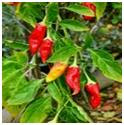 Cayenne herb photo