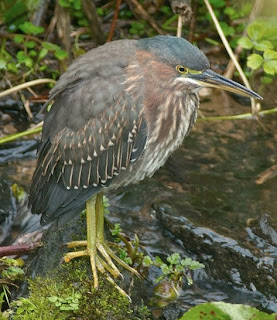 green heron at heligan