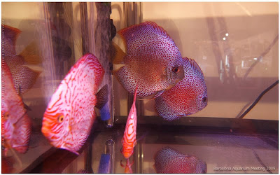 FAAO - Aquascaping: BAM ' 2009 - TuCoral e Discus Farm