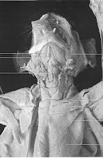 Dissection...