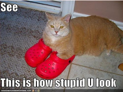 kitty crocs for cats