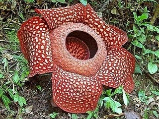Perbedaan Bunga Bangkai dan Bunga Raflesia Arnoldi - Ine Kriestianti