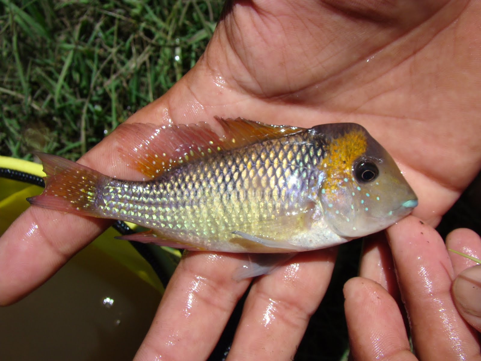 Edward D. Burress Fishes of the genus Gymnogeophagus