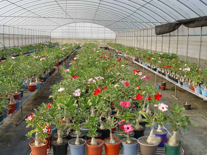 Bonsai Tree Care Learn How to Grow and Care for Bonsai Trees Bonsai