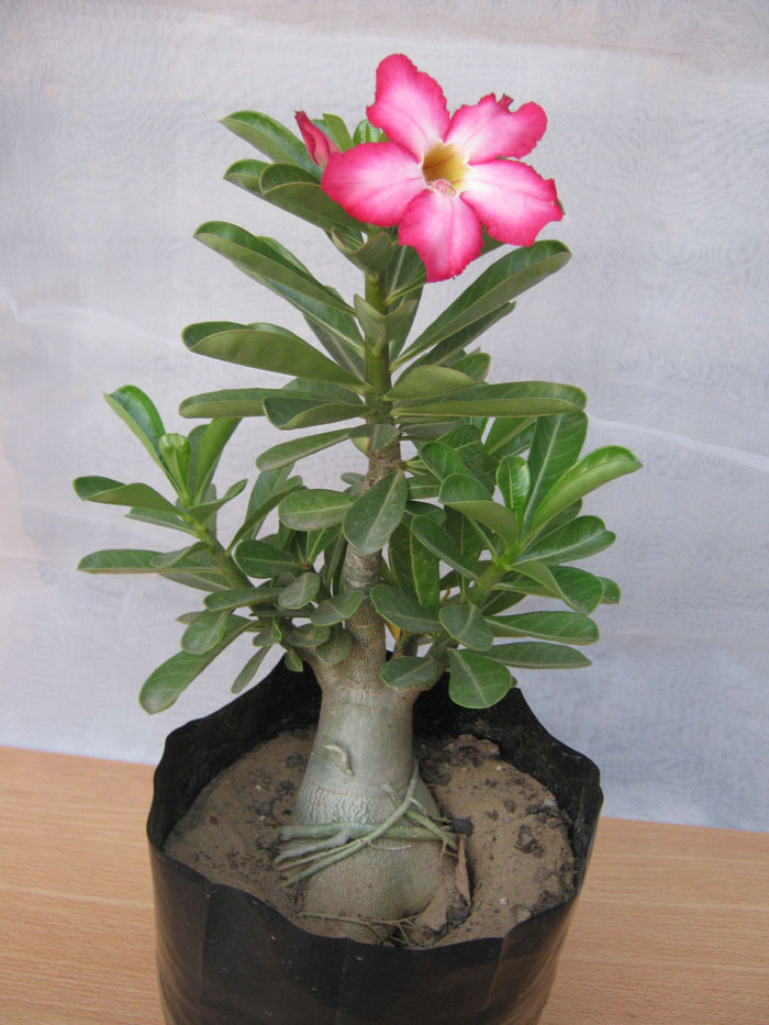 bonsai adenium plants plant tree trees types room flower office decor supplier decorative gift rose perfect live obesum
