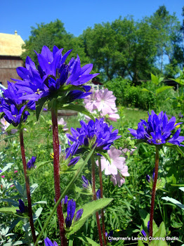 summer mystery flower