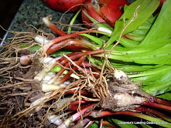 Wild Leeks - part of the lily family