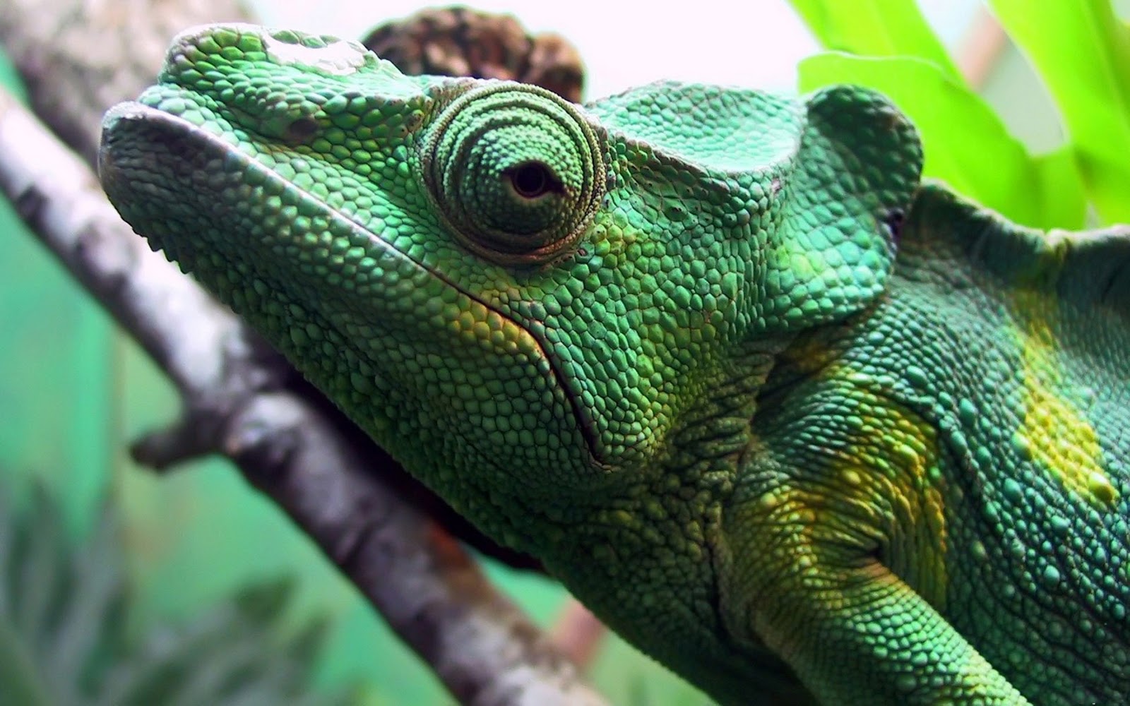 bearded-dragon-breeders-ottawa-top-shelf-reptiles.jpg